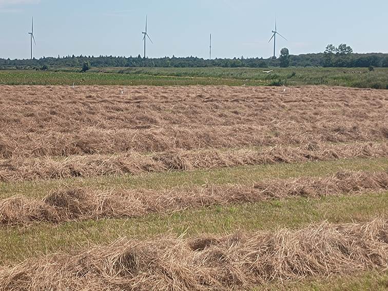 Afbeelding met buitenshuis, gras, hemel, landbouw

Door AI gegenereerde inhoud is mogelijk onjuist.